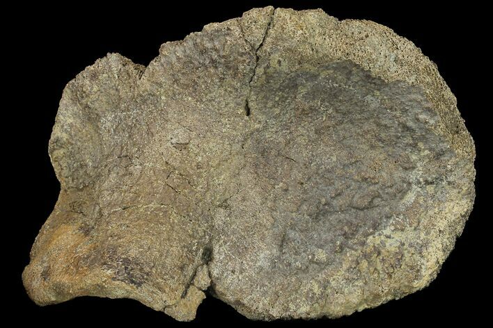 Fossil Hadrosaur Astragalus - Alberta (Disposition #-) #134521